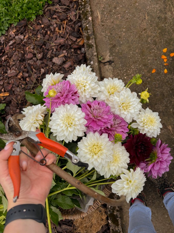 La production de fleurs coupées photo 2